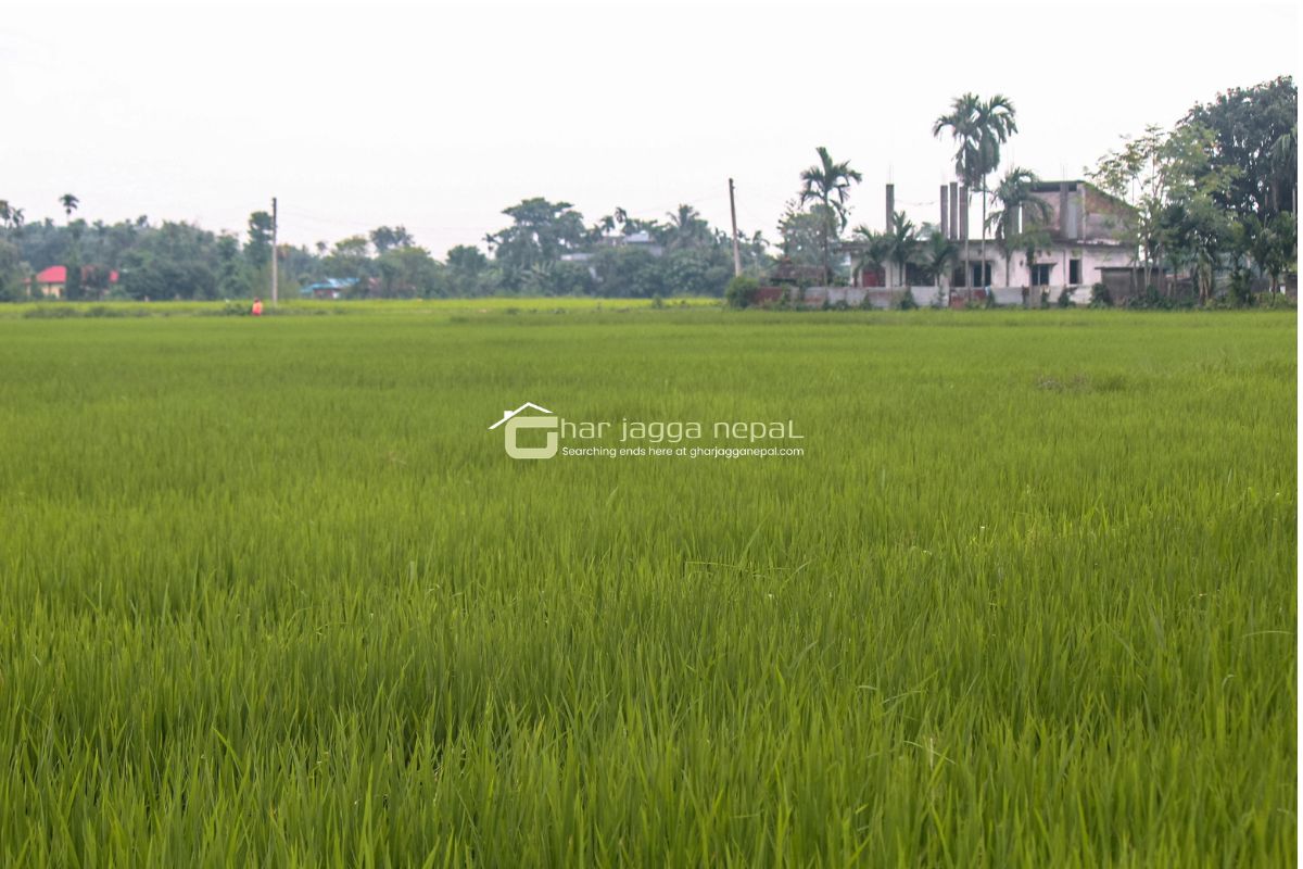 birtamod harchan chowk plot sale