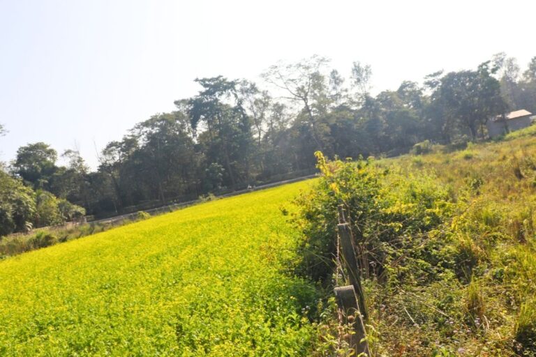 chitwan sauraha jagga bikrima 768x512
