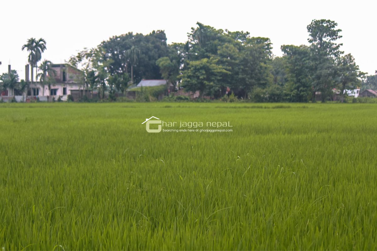 jagga bikri jhapa birtamod