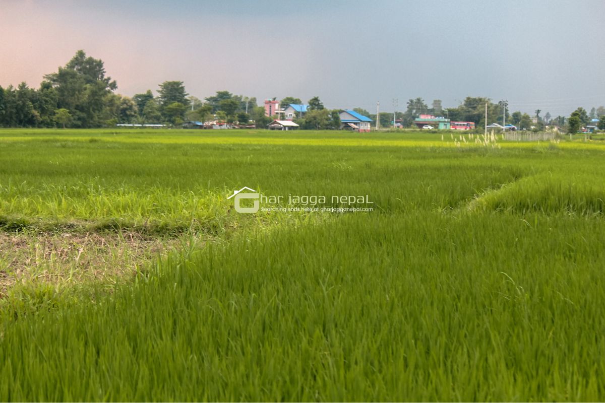 jhapa birtamod harchan chowk jagga bikrima