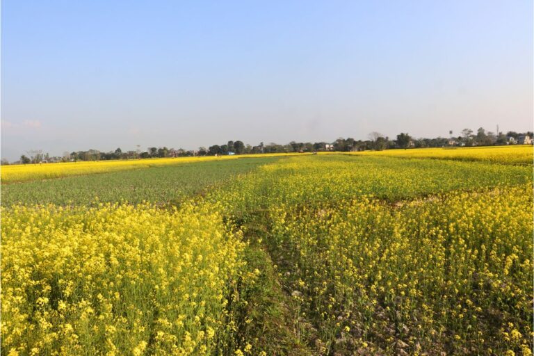 kathar land sale chitwan kathar 768x512