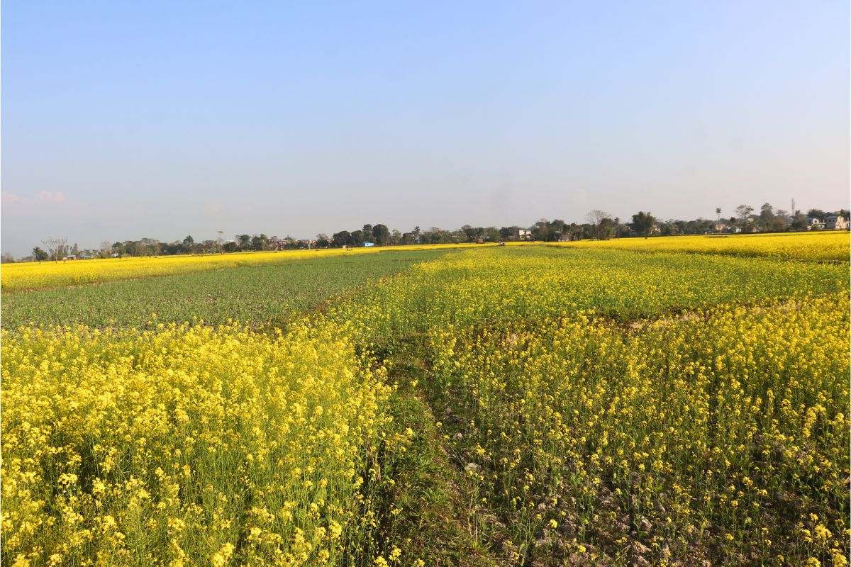 kathar land sale chitwan kathar