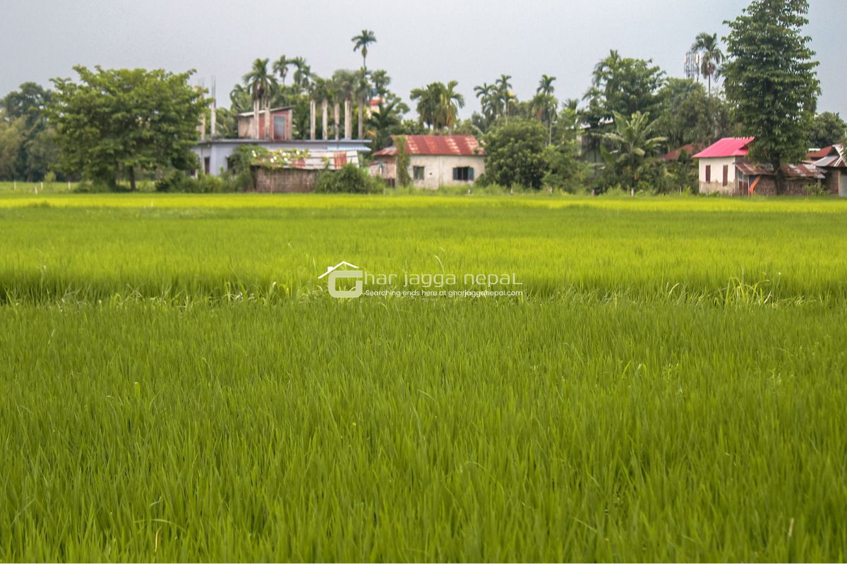land for sale harchan chowk jhapa