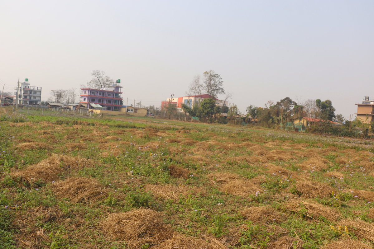 land for sale sauraha sabha hall chowk