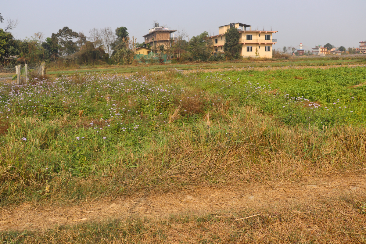 sasto ghaderi chitwansauraha sabhahall chowk