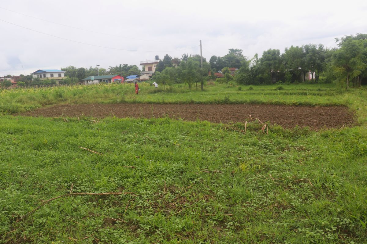 sasto ghaderi padampur kalika