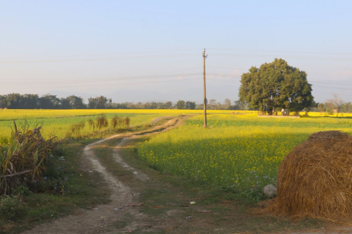 sasto jagga chitwan kathar