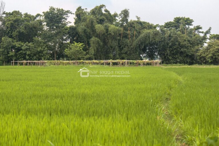 sasto jagga jhapa 768x512