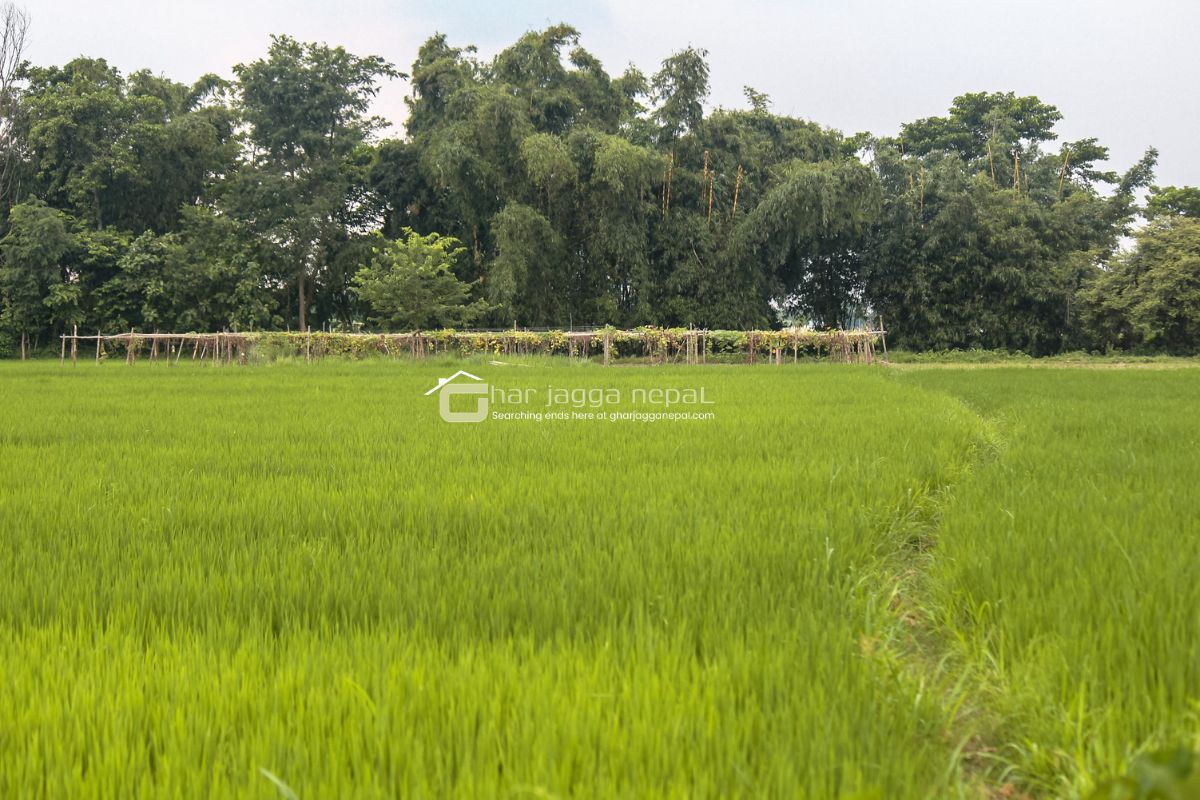 sasto jagga jhapa