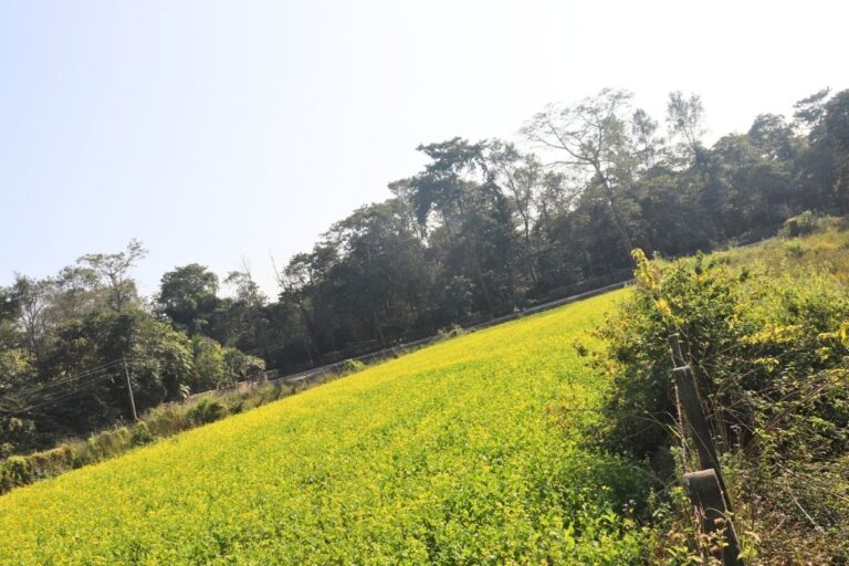 sasto jagga sauraha chitwan 768x512