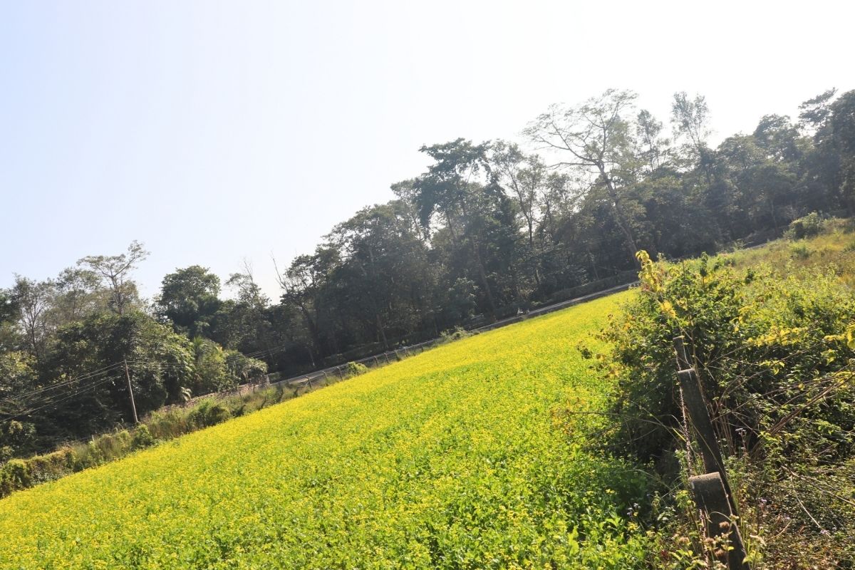 sasto jagga sauraha chitwan