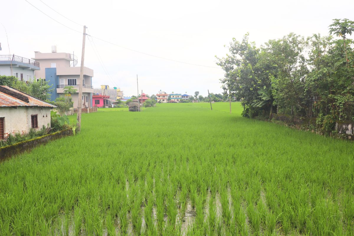 chitwan kesharbagh jagga bikri