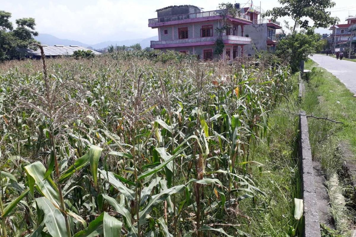 10ropani bikri pokhara dhungepatan
