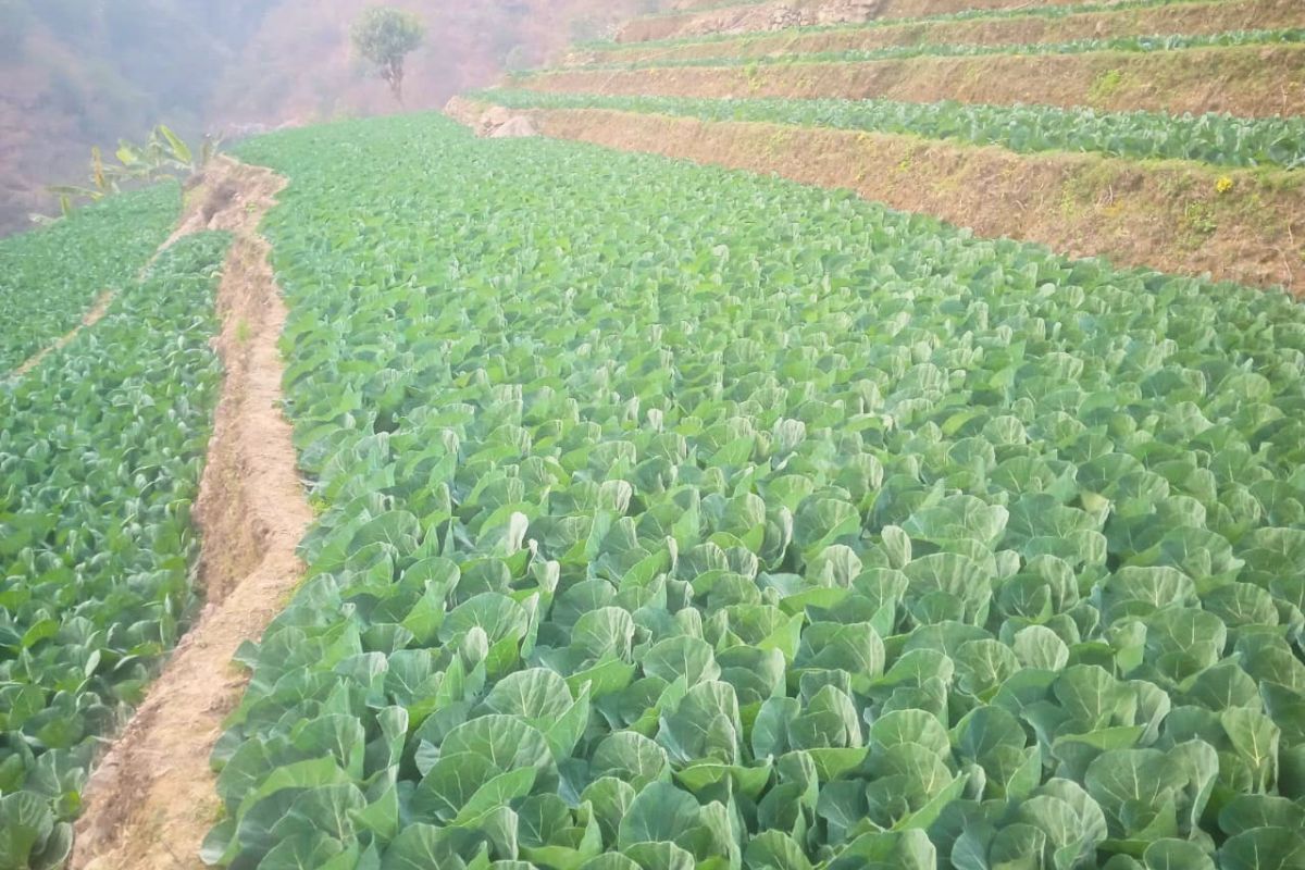 jagga bikri dhading fakfuk siddhalekh