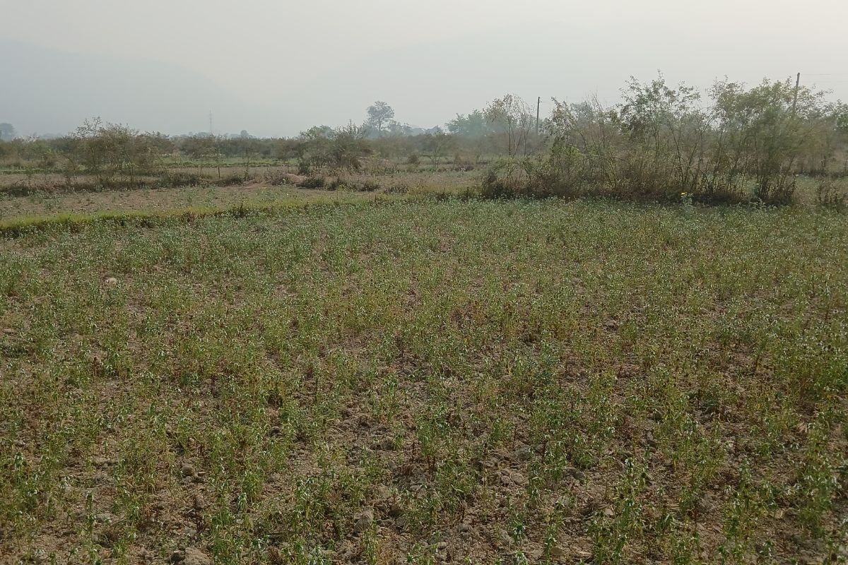 land for sale belhani bardaghat