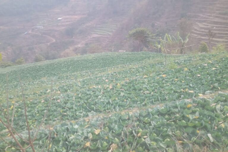 land for sale dhading naang fakfuk 768x512
