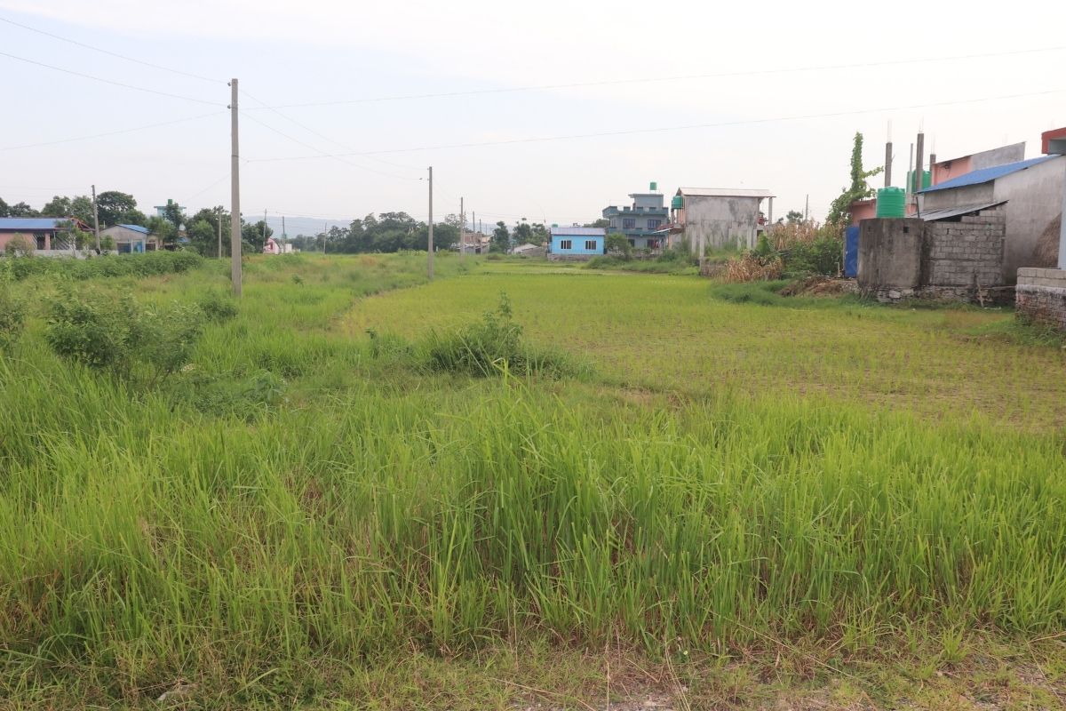 land for sale dhanauji chitwan