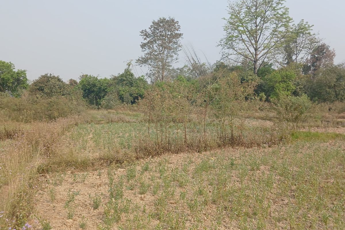 parasi land belhani 5kaththa10dhur