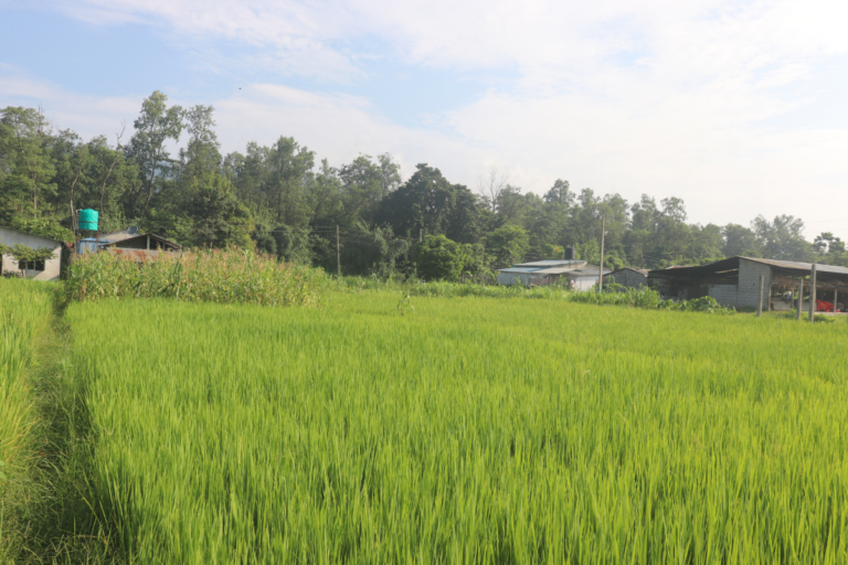 sasto jagga sanogadhi 768x512