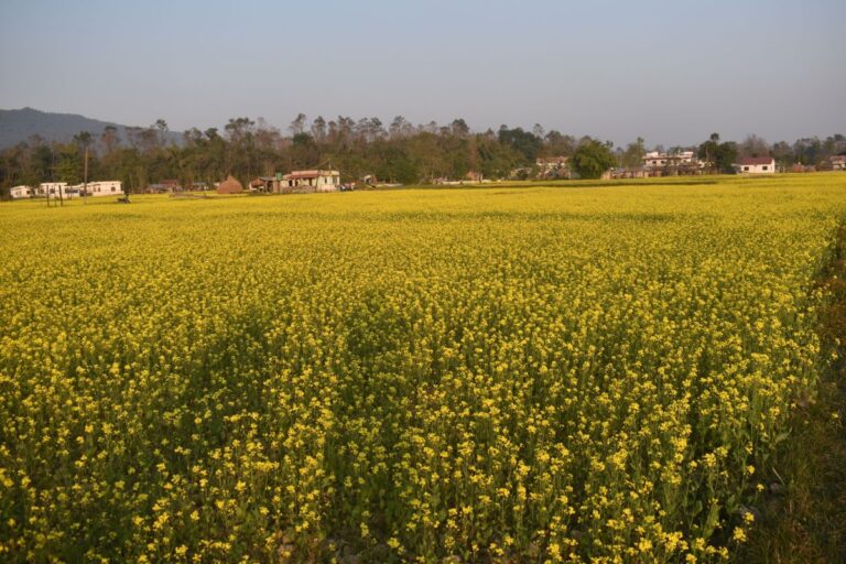 5kaththa land sharanpur chitwan 768x512