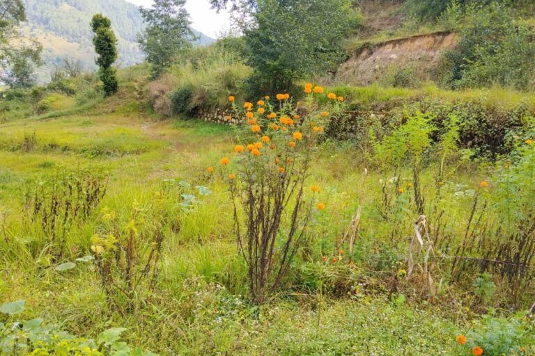 cheap land lele lalitpur 768x512