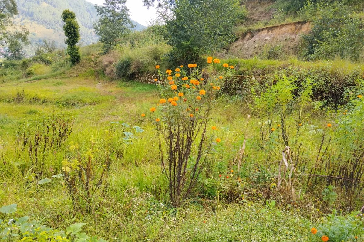 cheap land lele lalitpur