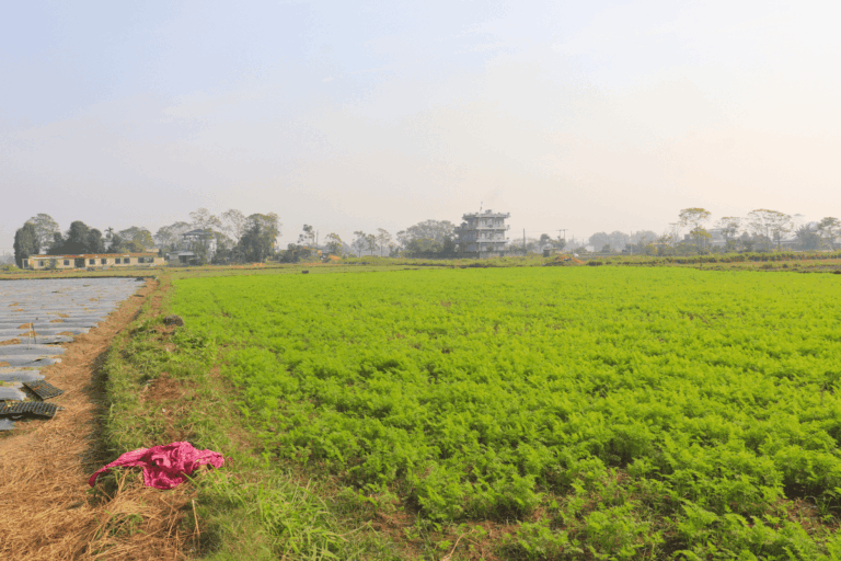 cheap land sale bhimnagar chitwan 768x512