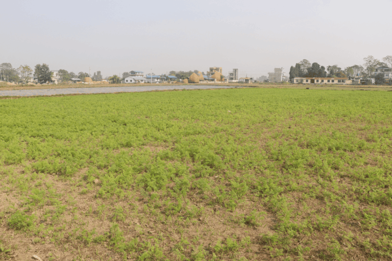 ghaderi bikri chitwan bhimnagar 768x512