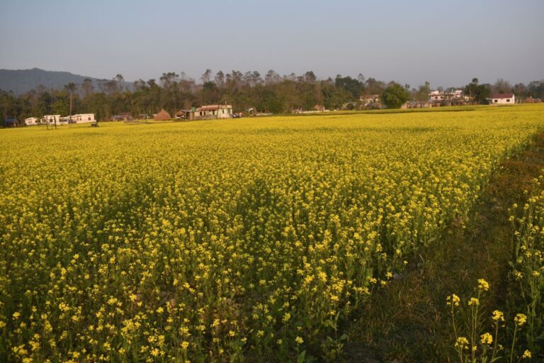 jhanjhane sharanpur jagga bikri 768x512