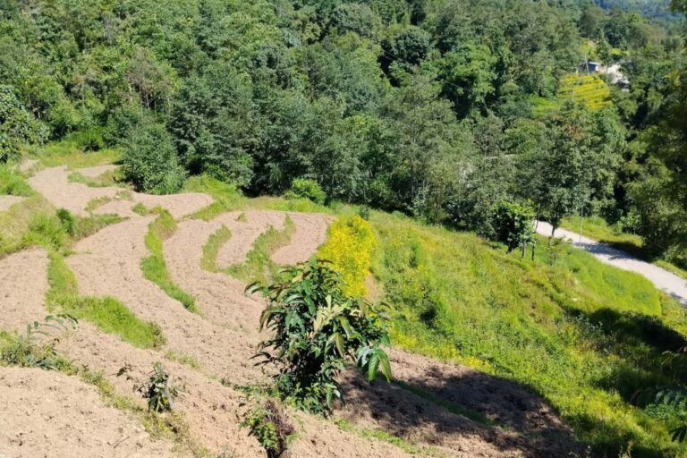 khet bikrima madi sankhuwasabha 768x512