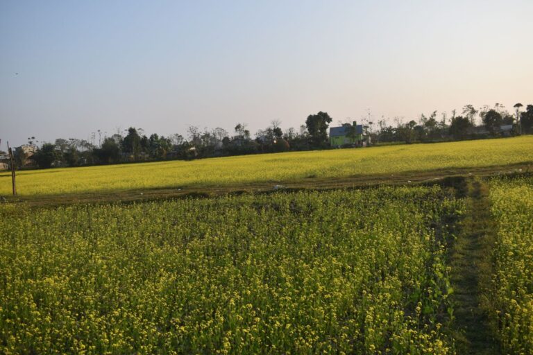 kheti jagga chitwan sharanpur 768x512