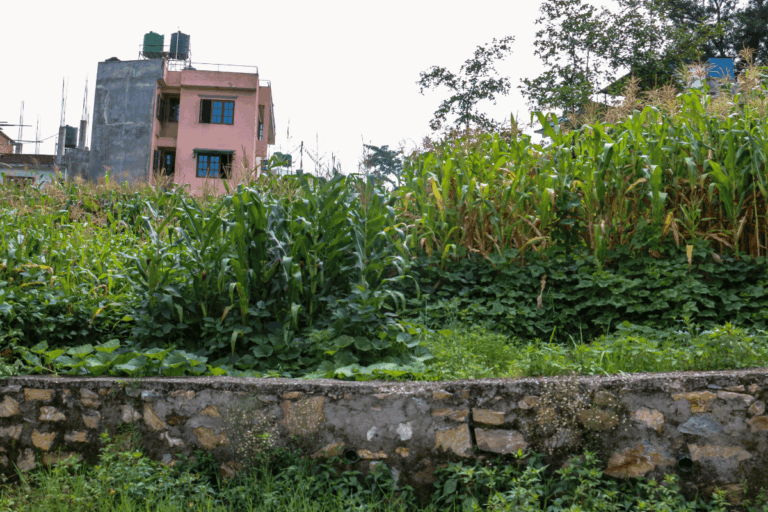 land for sale basnet tar gokarneshwor 768x512