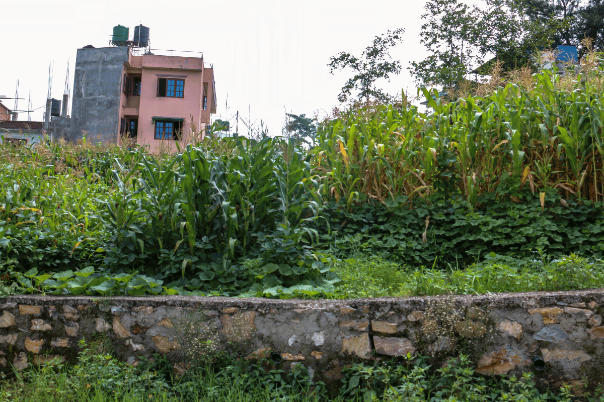 land for sale basnet tar gokarneshwor