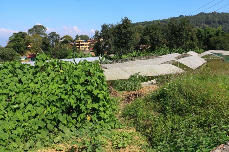 land for sale lamatar dhyakedanda 768x512