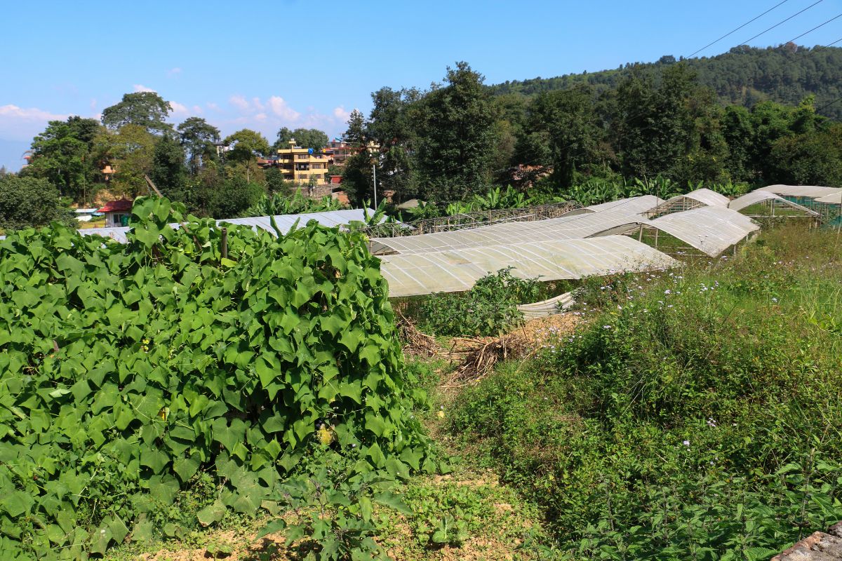 land for sale lamatar dhyakedanda