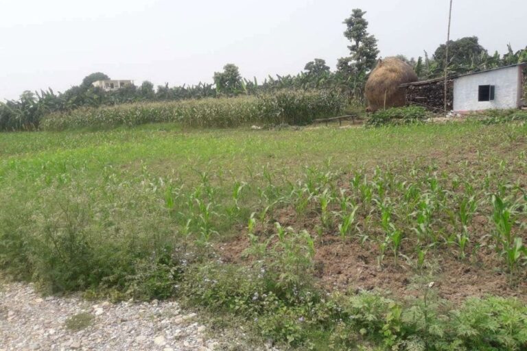 land for sale padampur kalika 768x512
