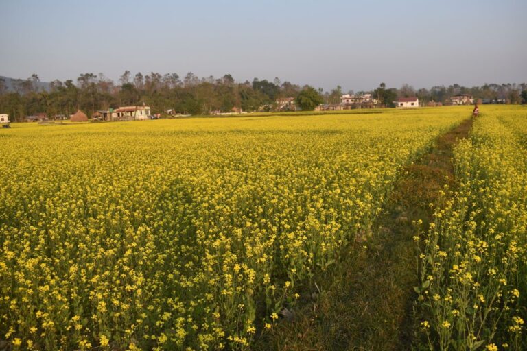 land for sale sharanpur 768x512