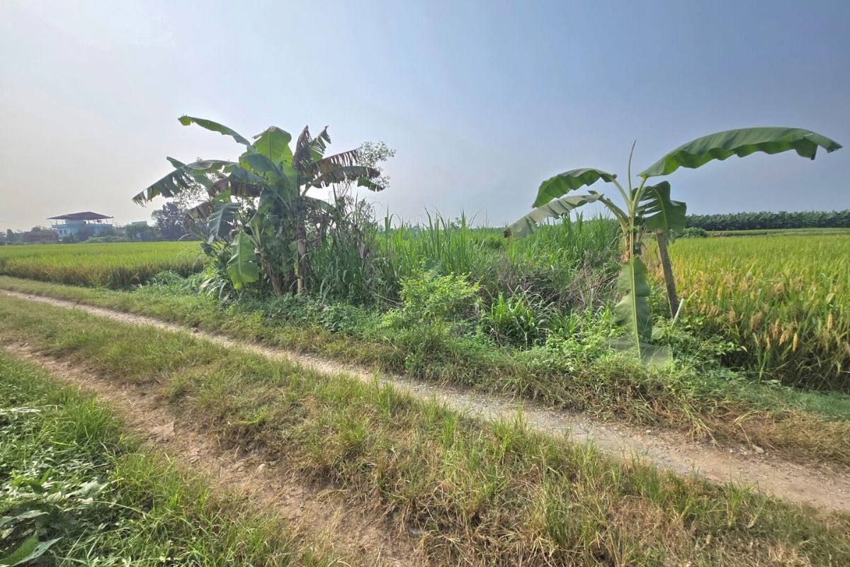 sasto ghaderi bikri jirouna chitwan