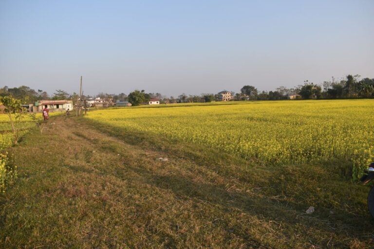 sasto khet ghaderi jhanjhane sharanpurbharatpur 768x512