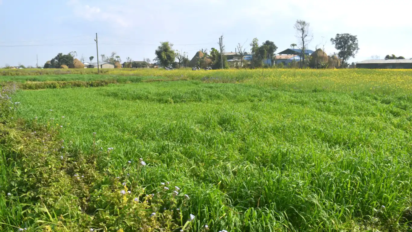 Barauji, Ward No. 14, Bharatpur Metropolitan City, Chitwan, Bagmati Nepal, ,Land,For sale - Properties,7757