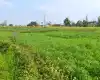 Barauji, Ward No. 14, Bharatpur Metropolitan City, Chitwan, Bagmati Nepal, ,Land,For sale - Properties,7757