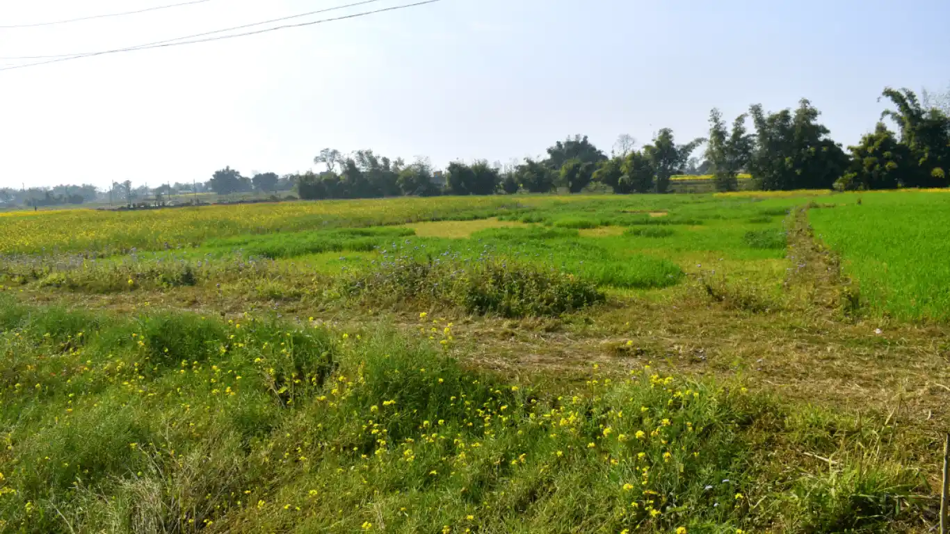 Barauji, Ward No. 14, Bharatpur Metropolitan City, Chitwan, Bagmati Nepal, ,Land,For sale - Properties,7757