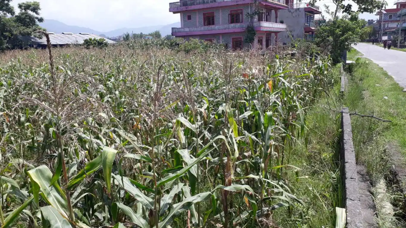 Dhungepatan, Ward No. 30, Pokhara Metropolitan City, Kaski, Gandaki Pradesh Nepal, ,Land,For sale - Properties,8047