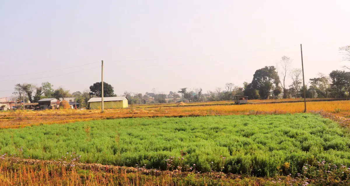 Mangalpur, Ward No. 11, Ratnanagar Municipality, Chitwan, Bagmati Nepal, ,Land,For sale - Properties,Panchakanya Chowk,8618