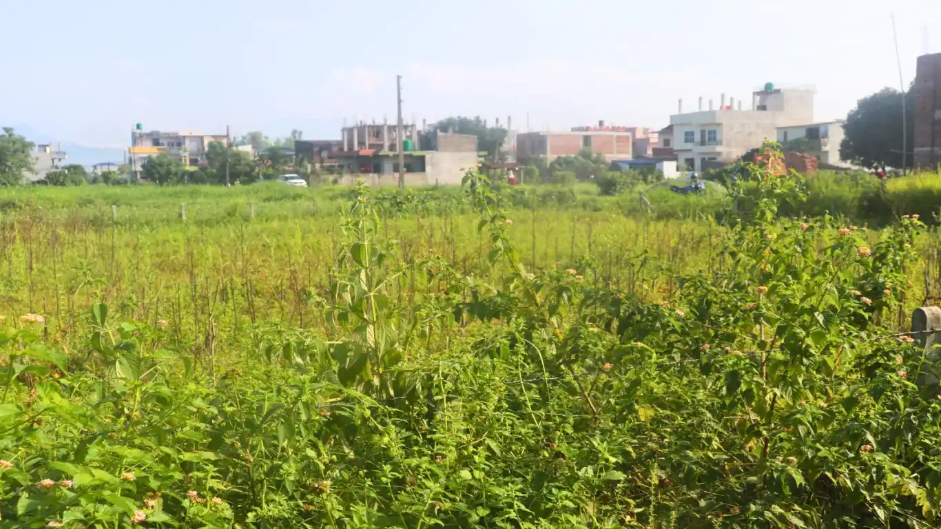 Narayanpur, Ward No. 5, Bharatpur Metropolitan City, Chitwan, Bagmati Nepal, ,Land,For sale - Properties,8870