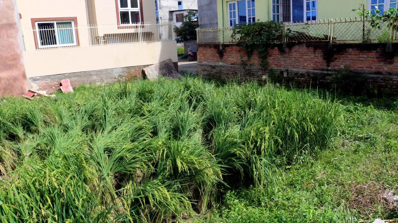 Changathali, Ward No.6, Lalitpur Metropolitan City, Lalitpur, Bagmati Nepal, ,Land,For sale - Properties,8879