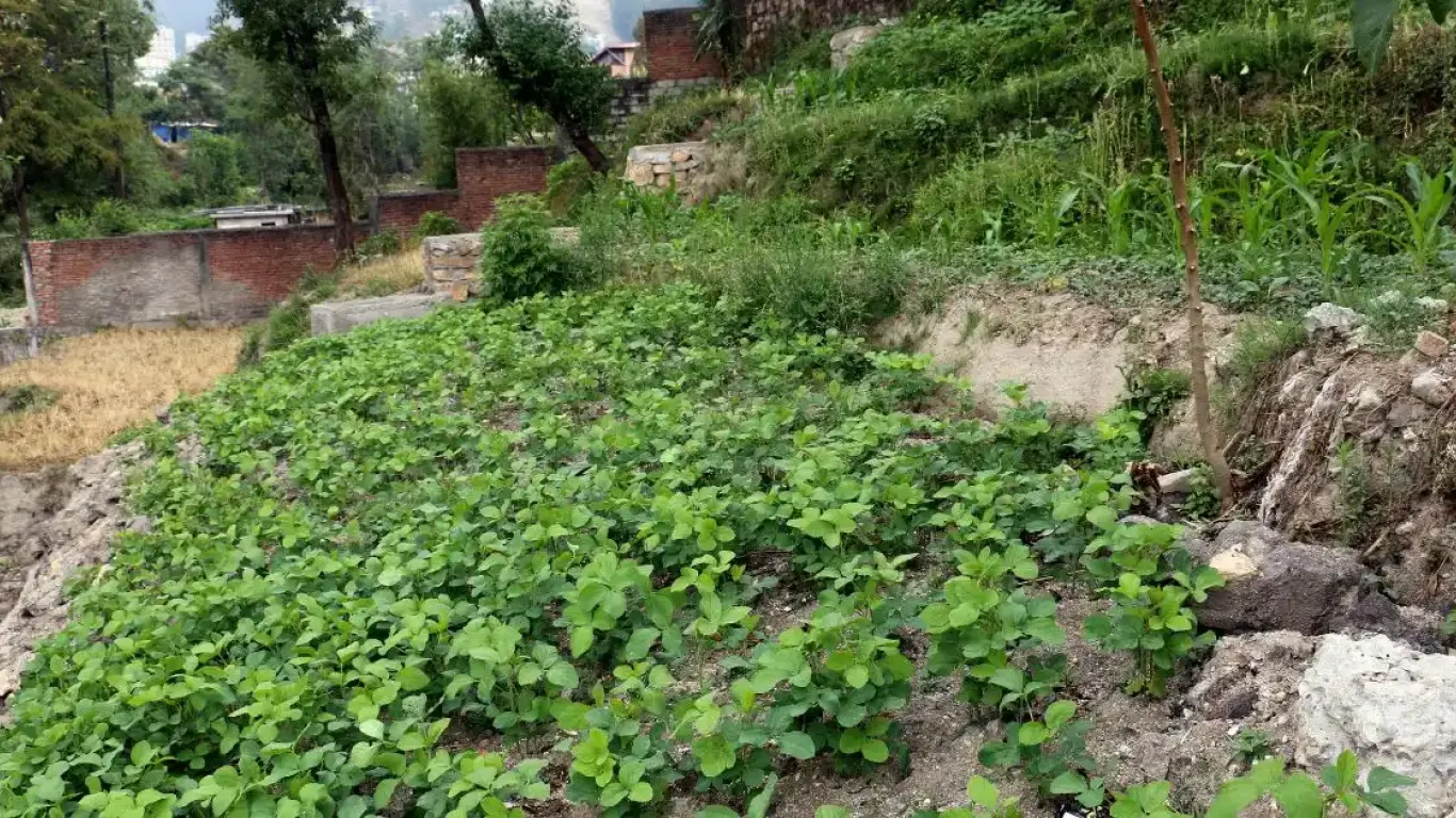 Washiku, Ward No. 2, Budhanilkantha Nagarpalika, Kathmandu, Bagmati Nepal, ,Land,For sale - Properties,9026