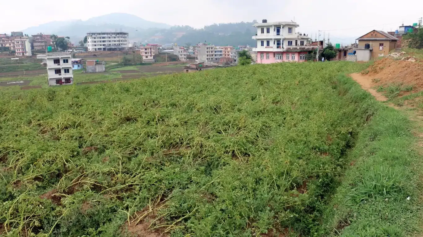 Taukhal, Ward No.4, Panauti municipality, Kavrepalanchowk, Bagmati Nepal, ,Land,For sale - Properties,9029