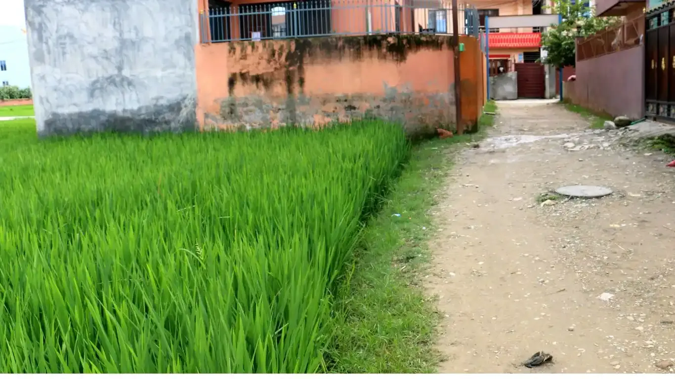 Madi Tole, Balkot, Ward No. 3, Suryabinayak Municipality, Bhaktapur, Bagmati Nepal, ,Land,For sale - Properties,9070