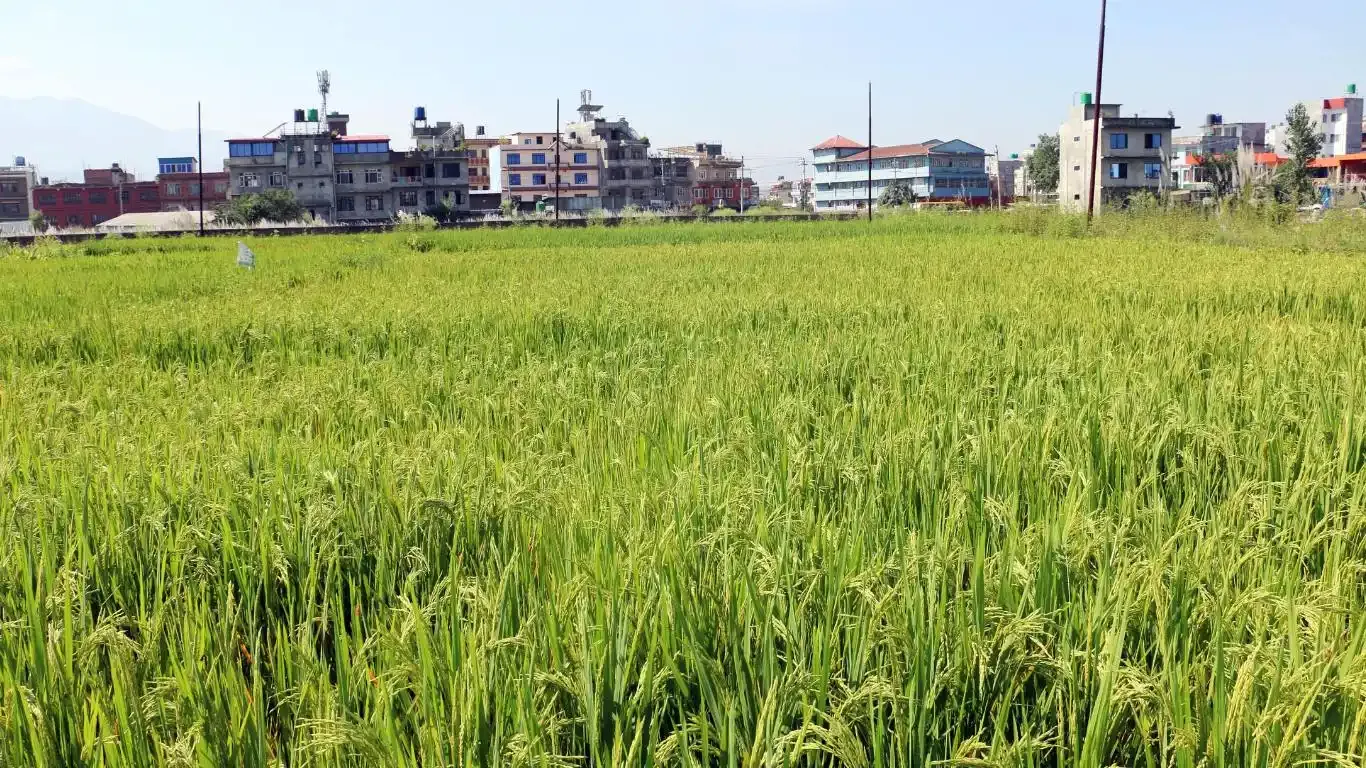 Nikosera, Ward No.9, Bhaktapur Municipality, Bhaktapur, Bagmati Nepal, ,Land,For sale - Properties,9088